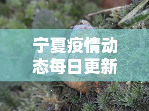 最新教程“德扑之星辅助软件”原来可以开挂